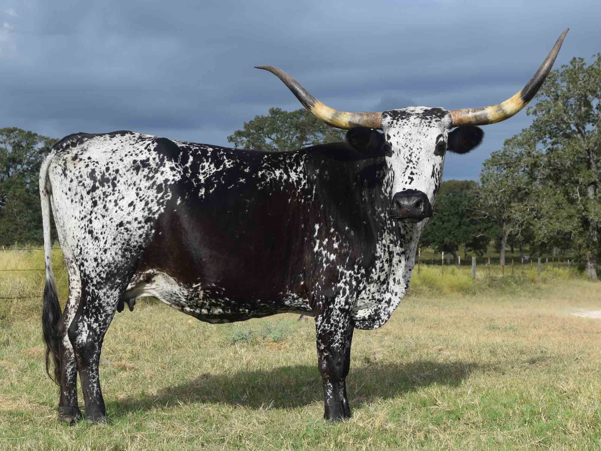 Texas Longhorns for sale at Rocking O Longhorns